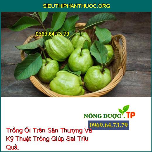 Trồng Ổi Trên Sân Thượng Và Kỹ Thuật Trồng Giúp Sai Trĩu Quả.