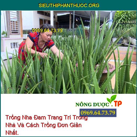 Trồng Nha Đam Trang Trí Trong Nhà Và Cách Trồng Đơn Giản Nhất.