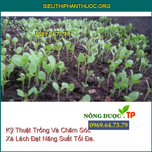 Kỹ Thuật Trồng Và Chăm Sóc Xà Lách Đạt Năng Suất Tối Đa.