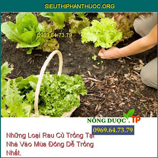 Những Loại Rau Củ Trồng Tại Nhà Vào Mùa Đông Dễ Trồng Nhất.