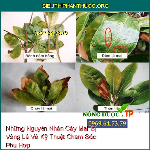 Nhưng Nguyên Nhân Cây Mai Bị Vàng Lá Và Kỹ Thuật Chăm Sóc Phù Hợp