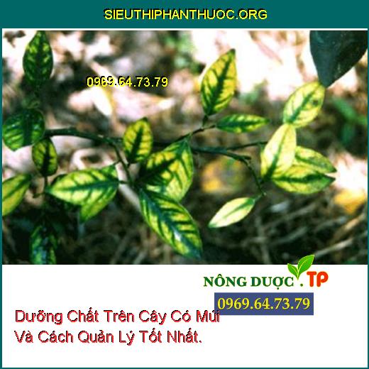 Hình 4: Dấu hiệu vàng lá gân xanh do thiếu kẽm trên những cây có múi.