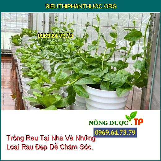 Trồng Rau Tại Nhà Và Những Loại Rau Đẹp Dễ Chăm Sóc.