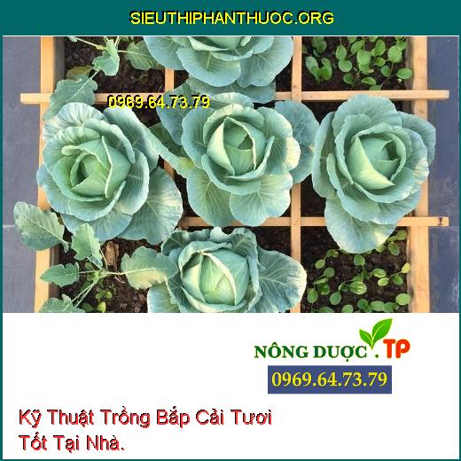 Kỹ Thuật Trồng Bắp Cải Tươi Tốt Tại Nhà.