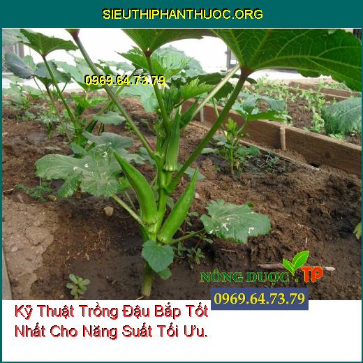 Kỹ Thuật Trồng Đậu Bắp Tốt Nhất Cho Năng Suất Tối Ưu.