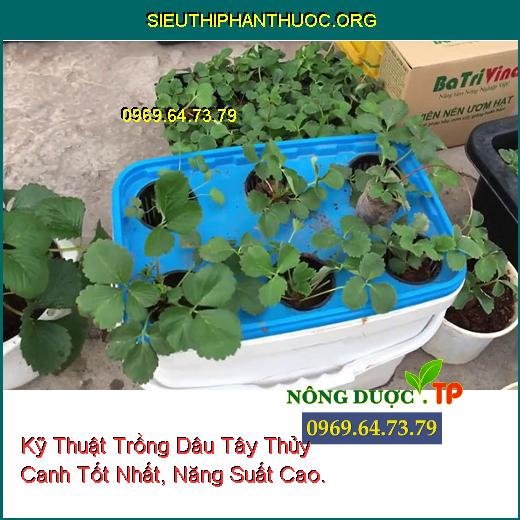 Kỹ Thuật Trồng Dâu Tây Thủy Canh Tốt Nhất, Năng Suất Cao.