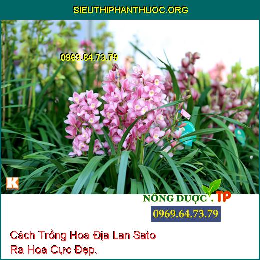 Cách Trồng Hoa Địa Lan Sato Ra Hoa Cực Đẹp.