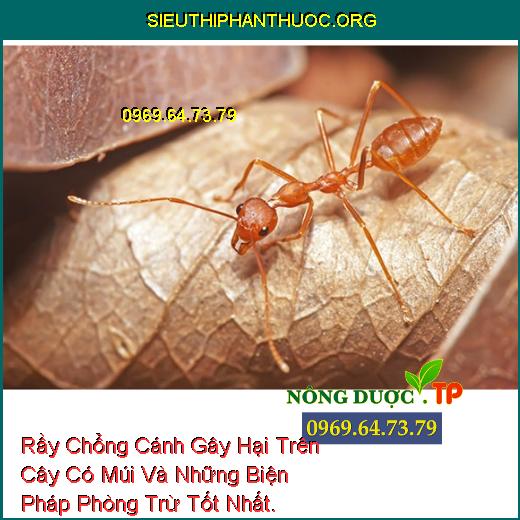 Rầy Chổng Cánh Gây Hại Trên Cây Có Múi Và Những Biện Pháp Phòng Trừ Tốt Nhất.