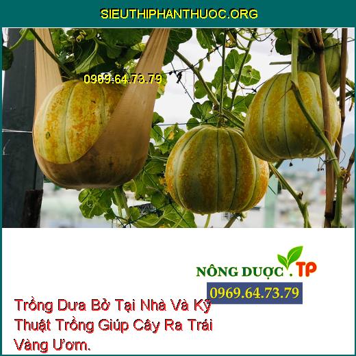 Trồng Dưa Bở Tại Nhà Và Kỹ Thuật Trồng Giúp Cây Ra Trái Vàng Ươm.