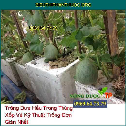 Trồng Dưa Hấu Trong Thùng Xốp Và Kỹ Thuật Trồng Đơn Giản Nhất.