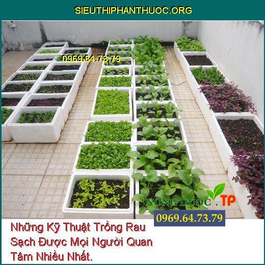 Những Kỹ Thuật Trồng Rau Sạch Được Mọi Người Quan Tâm Nhiều Nhất.