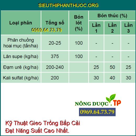 Kỹ Thuật Gieo Trồng Bắp Cải Đạt Năng Suất Cao Nhất.