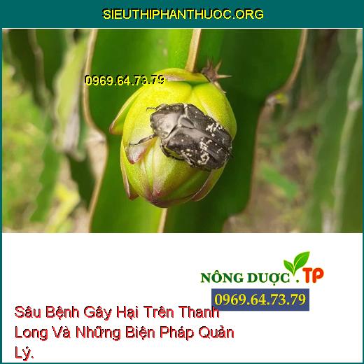 Sâu Bệnh Gây Hại Trên Thanh Long Và Những Biện Pháp Quản Lý.