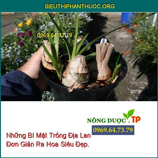 Những Bí Mật Trồng Địa Lan Đơn Giản Ra Hoa Siêu Đẹp.