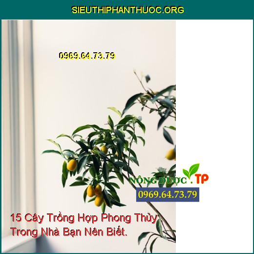 15 Cây Trồng Hợp Phong Thủy Trong Nhà Bạn Nên Biết.