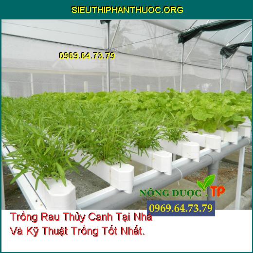 Trồng Rau Thủy Canh Tại Nhà Và Kỹ Thuật Trồng Tốt Nhất.