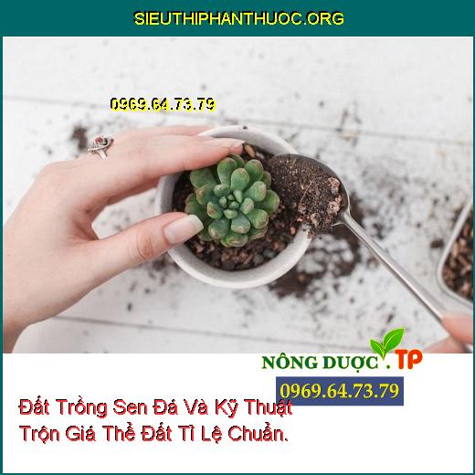 Đất Trồng Sen Đá Và Kỹ Thuật Trộn Giá Thể Đất Tỉ Lệ Chuẩn.