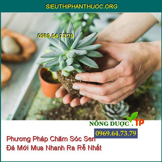 Phương Pháp Chăm Sóc Sen Đá Mới Mua Nhanh Ra Rễ Nhất