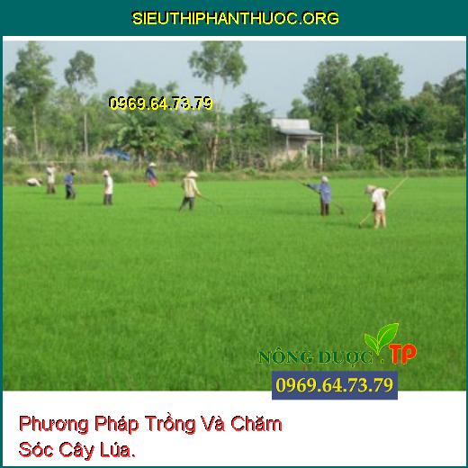 Phương Pháp Trồng Và Chăm Sóc Cây Lúa.