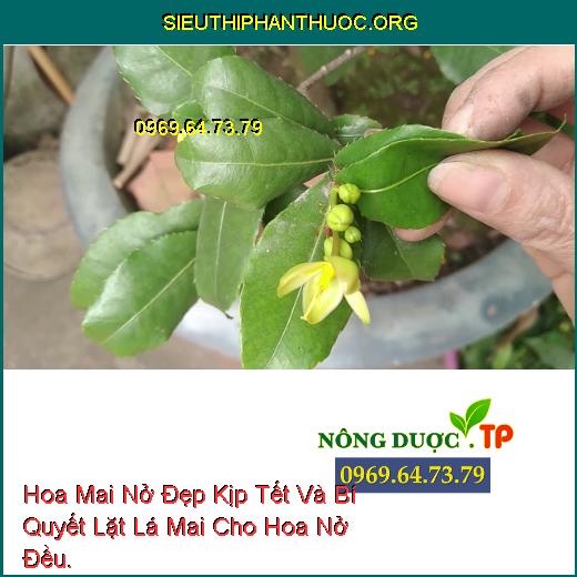 Hoa Mai Nở Đẹp Kịp Tết Và Bí Quyết Lặt Lá Mai Cho Hoa Nở Đều.