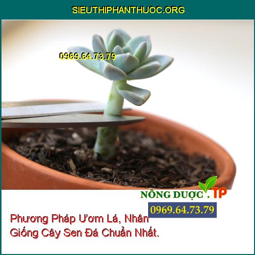 Phương Pháp Ươm Lá, Nhân Giống Cây Sen Đá Chuẩn Nhất.