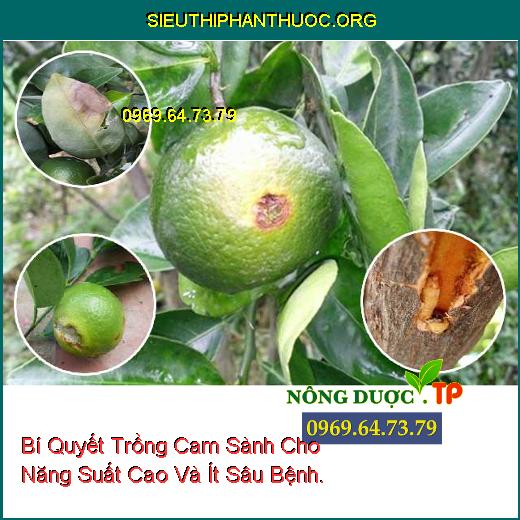 Bí Quyết Trồng Cam Sành Cho Năng Suất Cao Và Ít Sâu Bệnh.