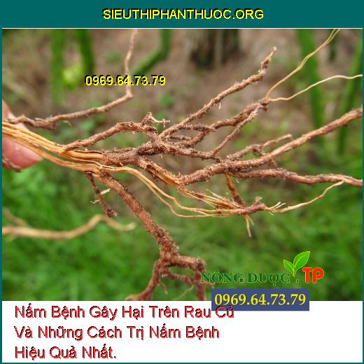 Nấm Bệnh Gây Hại Trên Rau Củ Và Những Cách Trị Nấm Bệnh Hiệu Quả Nhất.