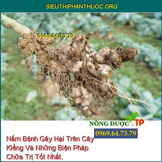 Nấm Bệnh Gây Hại Trên Cây Kiểng Và Những Biện Pháp Chữa Trị Tốt Nhất.