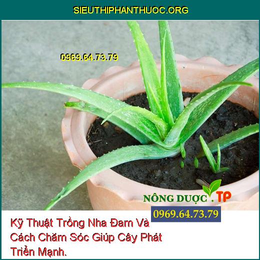 Kỹ Thuật Trồng Nha Đam Và Cách Chăm Sóc Giúp Cây Phát Triển Mạnh.