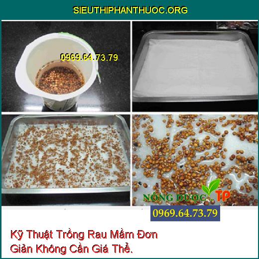 Kỹ Thuật Trồng Rau Mầm Đơn Giản Không Cần Giá Thể.