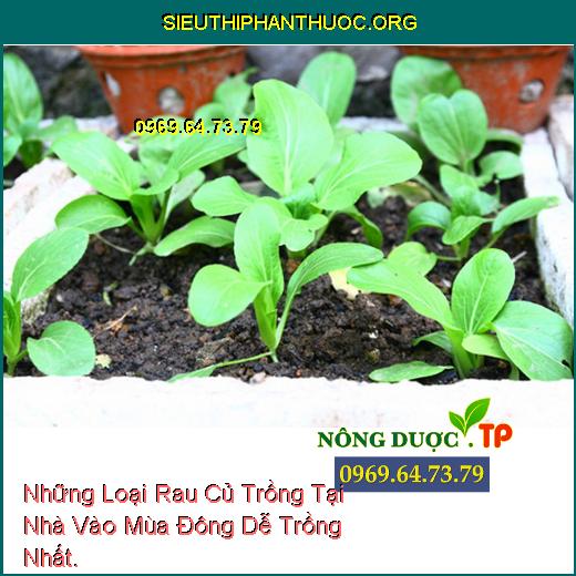 Những Loại Rau Củ Trồng Tại Nhà Vào Mùa Đông Dễ Trồng Nhất.