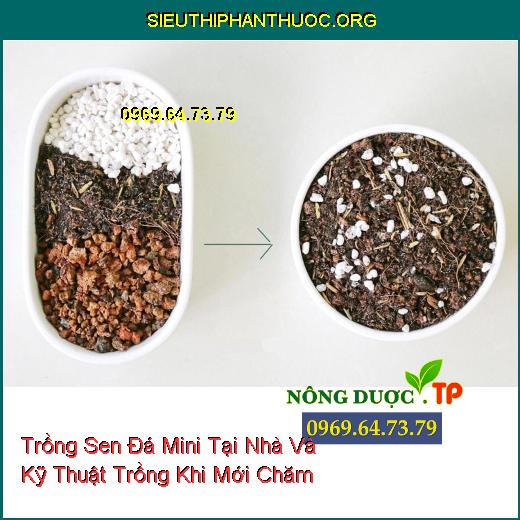 Trồng Sen Đá Mini Tại Nhà Và Kỹ Thuật Trồng Khi Mới Chăm