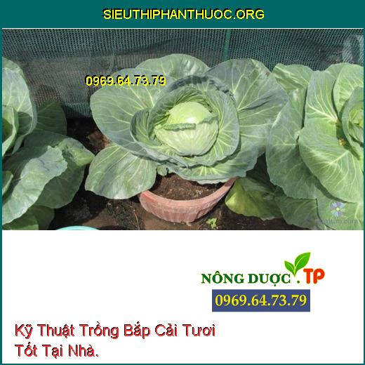 Kỹ Thuật Trồng Bắp Cải Tươi Tốt Tại Nhà.