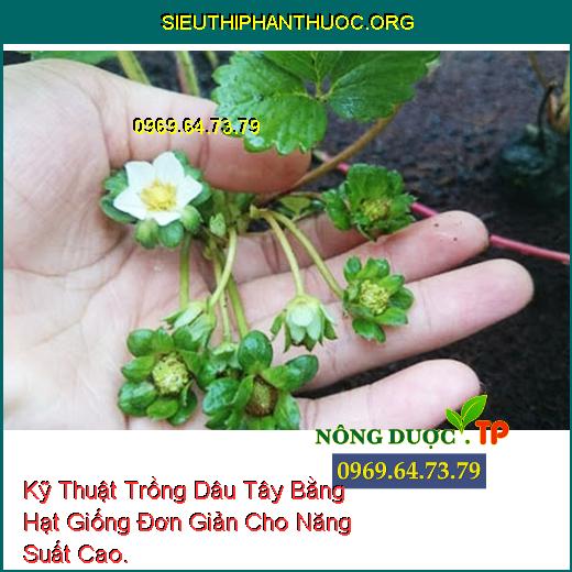 Kỹ Thuật Trồng Dâu Tây Bằng Hạt Giống Đơn Giản Cho Năng Suất Cao.