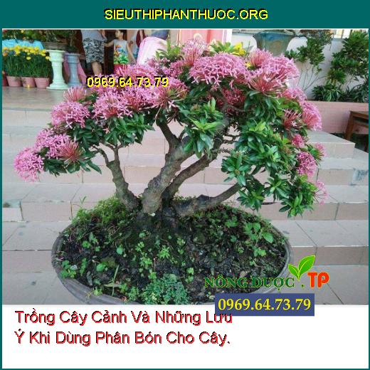 Trồng Cây Cảnh Và Những Lưu Ý Khi Dùng Phân Bón Cho Cây.