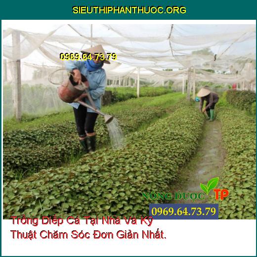 Trồng Diếp Cá Tại Nhà Và Kỹ Thuật Chăm Sóc Đơn Giản Nhất.