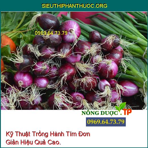 Kỹ Thuật Trồng Hành Tím Đơn Giản Hiệu Quả Cao.