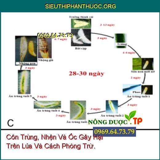 Côn Trùng, Nhện Và Ốc Gây Hại Trên Lúa Và Cách Phòng Trừ.