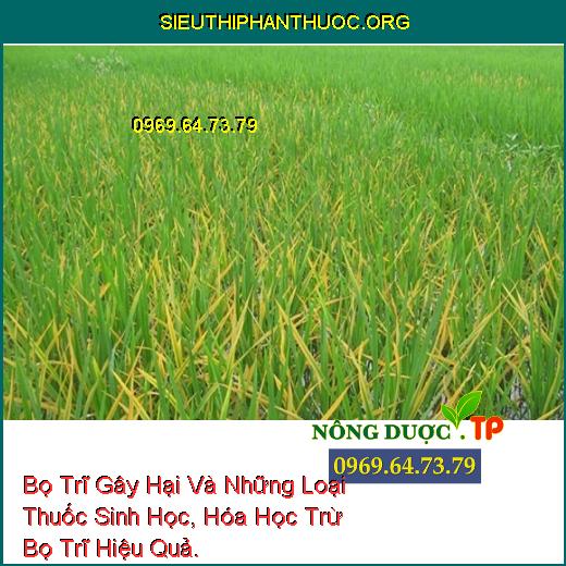 Bọ Trĩ Gây Hại Và Những Loại Thuốc Sinh Học, Hóa Học Trừ Bọ Trĩ Hiệu Quả.