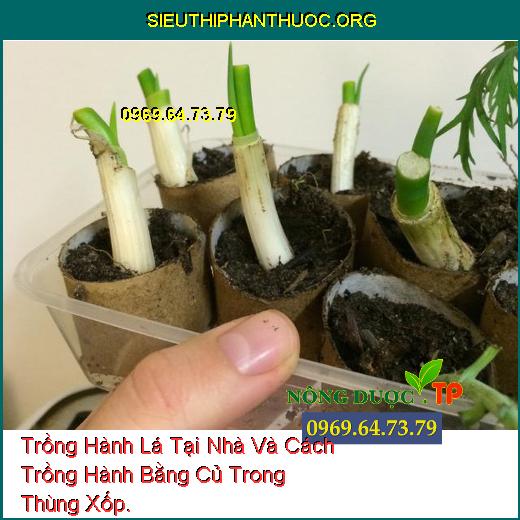 Trồng Hành Lá Tại Nhà Và Cách Trồng Hành Bằng Củ Trong Thùng Xốp.