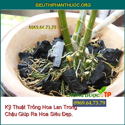 Kỹ Thuật Trồng Hoa Lan Trong Chậu Giúp Ra Hoa Siêu Đẹp.