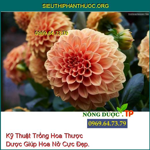 Kỹ Thuật Trồng Hoa Thược Dược Giúp Hoa Nở Cực Đẹp.