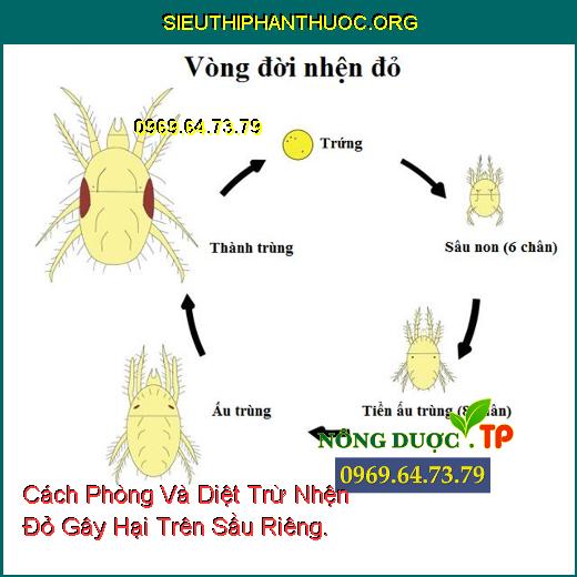 Cách Phòng Và Diệt Trừ Nhện Đỏ Gây Hại Trên Sầu Riêng.