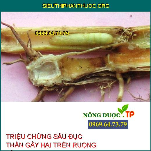 sâu đục thân