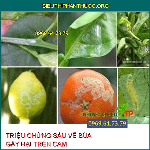 SÂU VẼ BÙA HẠI CAM