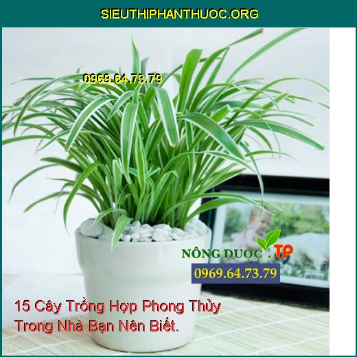 15 Cây Trồng Hợp Phong Thủy Trong Nhà Bạn Nên Biết.