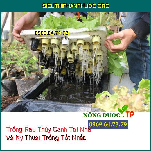 Trồng Rau Thủy Canh Tại Nhà Và Kỹ Thuật Trồng Tốt Nhất.