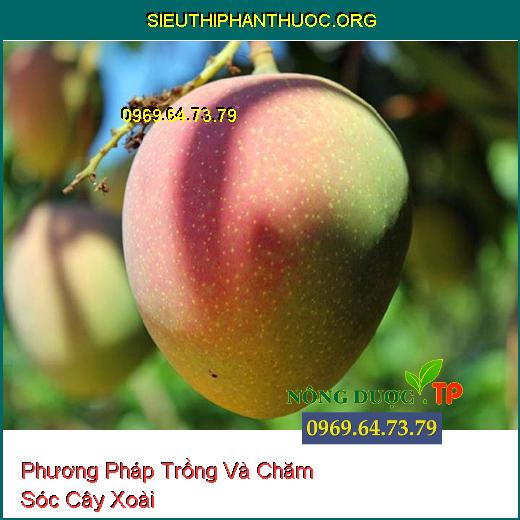 Phương Pháp Trồng Và Chăm Sóc Cây Xoài