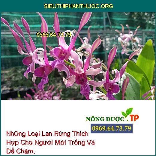 Những Loại Lan Rừng Thích Hợp Cho Người Mới Trồng Và Dễ Chăm.