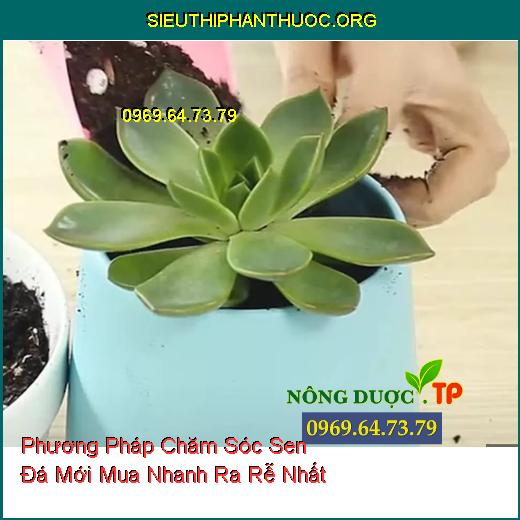 Phương Pháp Chăm Sóc Sen Đá Mới Mua Nhanh Ra Rễ Nhất